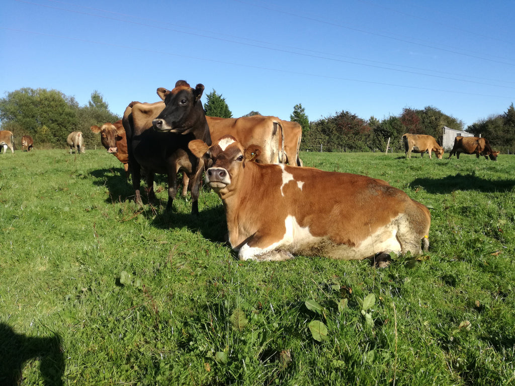Organic Vintage Jersey Rump Steaks